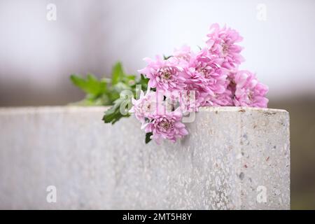 Fleurs de chrysanthème sur pierre tombale gris clair en plein air. Cérémonie funéraire Banque D'Images