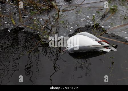 Goéland à tête noire (Chericocephalus ridibundus) mort flottant dans l'eau mort dans des conditions de congélation Whitlingham CP Norfolk UK GB janvier 2023 Banque D'Images