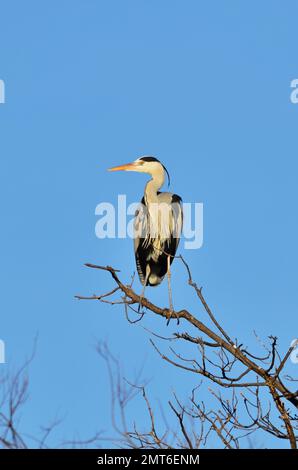 Héron gris (Ardea cinerea), vertical Banque D'Images