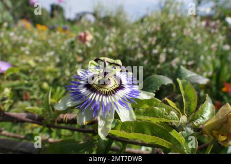 Passiflora dans les jardins de cottage Banque D'Images