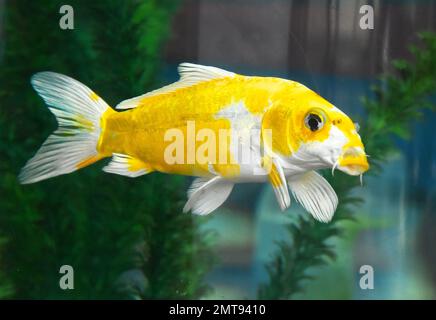 carpe japonaise fantaisie, poisson japonais Koi Banque D'Images