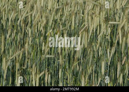 Une vue panoramique sur un champ plein de plantes vertes de Triticale que l'on trouve à la campagne Banque D'Images