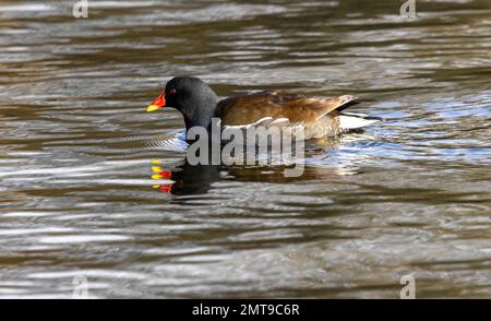 La plupart de la famille ferroviaire sont des oiseaux rares au Royaume-Uni en raison de la perte de leur habitat. Le Moorhen, cependant, est encore un point de vue commun le long des voies navigables du Royaume-Uni. Banque D'Images