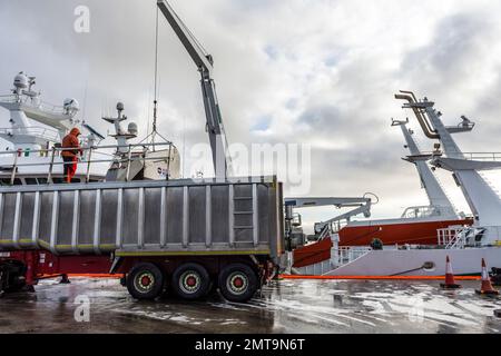 Déchargement de poissons du chalutier DE l'ANTARCTIQUE à Killybegs, comté de Donegal, Irlande. Banque D'Images