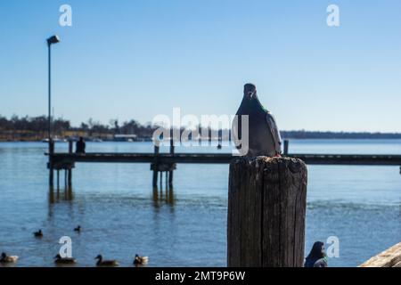 Une vue rapprochée d'un pigeon assis sur une bûche de bois près d'un lac tranquille contre un ciel bleu Banque D'Images