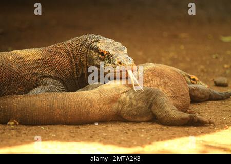 Deux dragons de Komodo au parc national de Komodo, Flores East Nusa Tenggara, Indonésie Banque D'Images