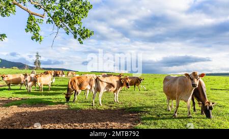 Ferme laitière jersey vaches mangeant de l'herbe de près dans le paysage agricole d'été. Banque D'Images