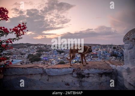 Un petit chien errant se grattant la tête avec une vue de Jodhpur en arrière-plan. Jodhpur, Rajasthan, Inde Banque D'Images