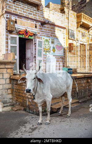 Chèvre noir sur le dos sur un camion bleu à Udaipur, Rajasthan, Inde Banque D'Images