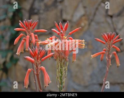 Fleurs de Kalanchoe daigremontiana. Inflorescence rose-orange et grisâtre. Photo macro. Banque D'Images