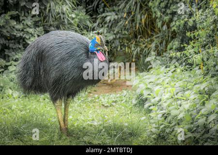 Cassowary du sud debout dans les buissons Banque D'Images