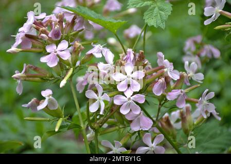 Isoprète commune (Saponaria officinalis). Distributeur de savon sur la rive de la rivière. Banque D'Images