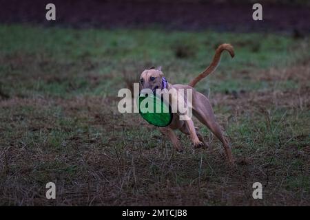 Un Whippet brun (Canis lupus familiaris) tournant dans un parc avec un disque volant dans sa bouche Banque D'Images