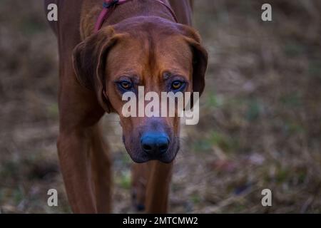 Un gros plan d'une Rhodésie Ridgeback (Canis lupus familiaris) regardant vers l'avant sur un fond flou Banque D'Images