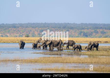 Troupeau d'éléphants d'Afrique, Loxodonta africana, éléphants traversant la rivière, buvant et se baignant. Rivière Chobe, Parc national de Chobe, Botswana, Afrique Banque D'Images