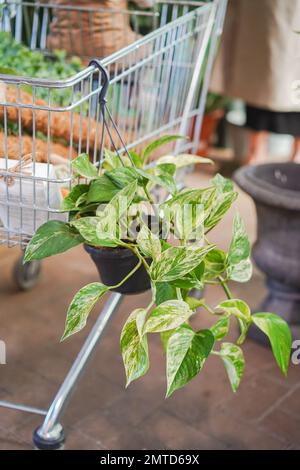 Maison usine Shopping dans un centre de jardin Banque D'Images