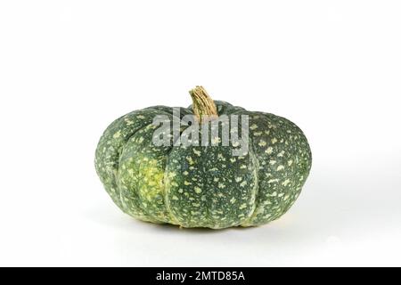 Citrouille verte mûre sur fond blanc. Déchets organiques de fruits trop mûrs. Nourriture horrible, fruits. Copier l'espace Banque D'Images