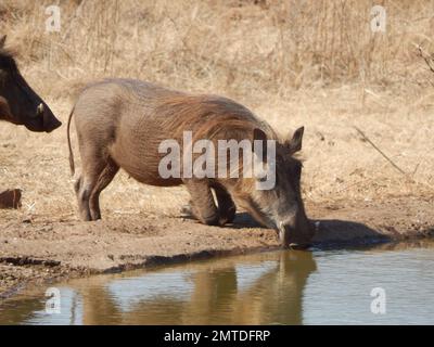 Un warthog commun buvant au point d'eau Banque D'Images
