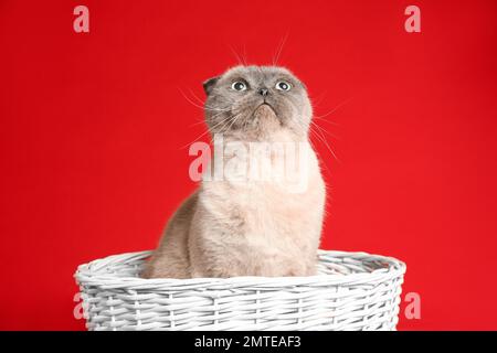 Joli chat écossais de pliage dans un panier en osier sur fond rouge. Animal doux Banque D'Images