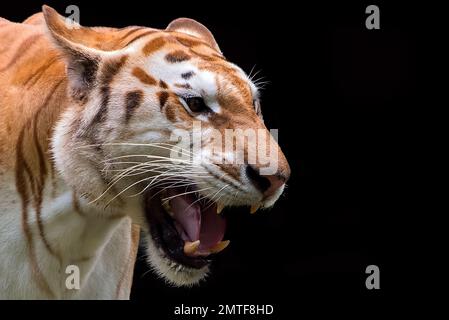 Rare tigre doré dans leur environnement Banque D'Images