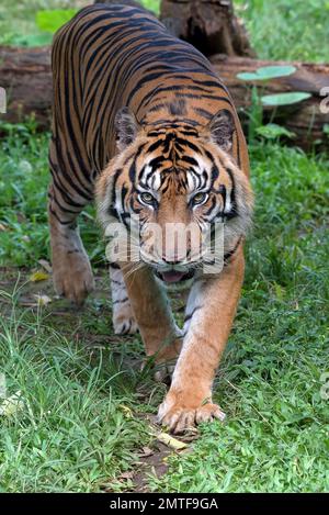 Photo de gros plan du tigre de Sumatra Banque D'Images