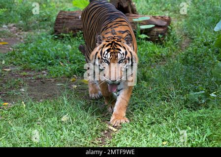 Photo de gros plan du tigre de Sumatra Banque D'Images