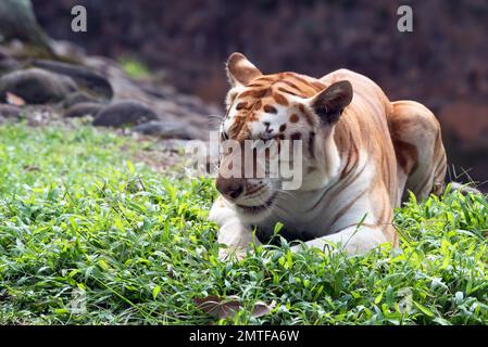 Rare tigre doré dans leur environnement Banque D'Images