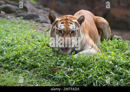 Rare tigre doré dans leur environnement Banque D'Images