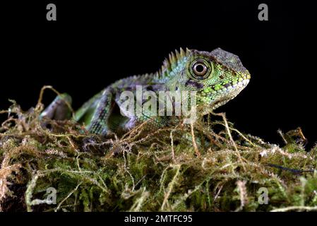 Lézard dragon de forêt sur fond noir Banque D'Images