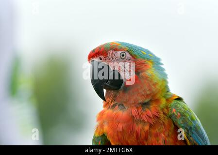 Portrait d'un oiseau perroquet macaw avec ses plumes belles et colorées Banque D'Images