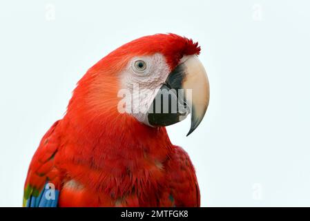 Portrait d'un oiseau perroquet macaw avec ses plumes belles et colorées Banque D'Images