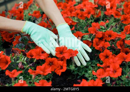 La jeune femme prend soin des pots de fleurs dans une serre. Banque D'Images