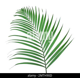 Belle feuille tropicale luxuriante isolée sur blanc Banque D'Images