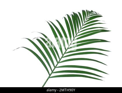 Belle feuille tropicale luxuriante isolée sur blanc Banque D'Images