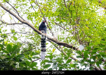 Gros plan sur le magpie bleu de Taïwan sur le sentier Jiantanshan à Taipei, Taïwan Banque D'Images