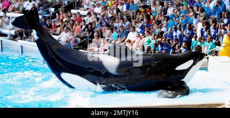 SeaWorld Orlando a lancé son nouveau spectacle d'orques « One Ocean » aujourd'hui dans une maison complète. Le spectacle a eu lieu au Shamu Stadium, à l'intérieur du parc de renommée mondiale, et a divertit tout le monde avec de la musique et des représentations théâtrales de baleines. Orlando, Floride 04/22/11. Banque D'Images