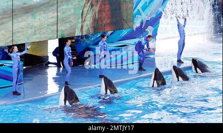 SeaWorld Orlando a lancé son nouveau spectacle d'orques « One Ocean » aujourd'hui dans une maison complète. Le spectacle a eu lieu au Shamu Stadium, à l'intérieur du parc de renommée mondiale, et a divertit tout le monde avec de la musique et des représentations théâtrales de baleines. Orlando, Floride 04/22/11. Banque D'Images