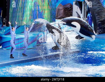 SeaWorld Orlando a lancé son nouveau spectacle d'orques « One Ocean » aujourd'hui dans une maison complète. Le spectacle a eu lieu au Shamu Stadium, à l'intérieur du parc de renommée mondiale, et a divertit tout le monde avec de la musique et des représentations théâtrales de baleines. Orlando, Floride 04/22/11. Banque D'Images