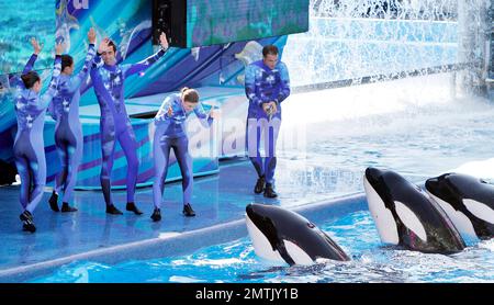 SeaWorld Orlando a lancé son nouveau spectacle d'orques « One Ocean » aujourd'hui dans une maison complète. Le spectacle a eu lieu au Shamu Stadium, à l'intérieur du parc de renommée mondiale, et a divertit tout le monde avec de la musique et des représentations théâtrales de baleines. Orlando, Floride 04/22/11. Banque D'Images