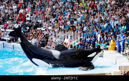 SeaWorld Orlando a lancé son nouveau spectacle d'orques « One Ocean » aujourd'hui dans une maison complète. Le spectacle a eu lieu au Shamu Stadium, à l'intérieur du parc de renommée mondiale, et a divertit tout le monde avec de la musique et des représentations théâtrales de baleines. Orlando, Floride 04/22/11. Banque D'Images