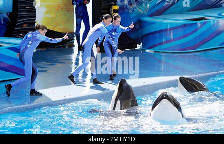 SeaWorld Orlando a lancé son nouveau spectacle d'orques « One Ocean » aujourd'hui dans une maison complète. Le spectacle a eu lieu au Shamu Stadium, à l'intérieur du parc de renommée mondiale, et a divertit tout le monde avec de la musique et des représentations théâtrales de baleines. Orlando, Floride 04/22/11. Banque D'Images