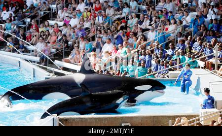 SeaWorld Orlando a lancé son nouveau spectacle d'orques « One Ocean » aujourd'hui dans une maison complète. Le spectacle a eu lieu au Shamu Stadium, à l'intérieur du parc de renommée mondiale, et a divertit tout le monde avec de la musique et des représentations théâtrales de baleines. Orlando, Floride 04/22/11. Banque D'Images