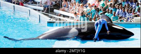 SeaWorld Orlando a lancé son nouveau spectacle d'orques « One Ocean » aujourd'hui dans une maison complète. Le spectacle a eu lieu au Shamu Stadium, à l'intérieur du parc de renommée mondiale, et a divertit tout le monde avec de la musique et des représentations théâtrales de baleines. Orlando, Floride 04/22/11. Banque D'Images