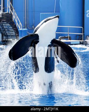 SeaWorld Orlando a lancé son nouveau spectacle d'orques « One Ocean » aujourd'hui dans une maison complète. Le spectacle a eu lieu au Shamu Stadium, à l'intérieur du parc de renommée mondiale, et a divertit tout le monde avec de la musique et des représentations théâtrales de baleines. Orlando, Floride 04/22/11. Banque D'Images