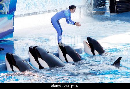 SeaWorld Orlando a lancé son nouveau spectacle d'orques « One Ocean » aujourd'hui dans une maison complète. Le spectacle a eu lieu au Shamu Stadium, à l'intérieur du parc de renommée mondiale, et a divertit tout le monde avec de la musique et des représentations théâtrales de baleines. Orlando, Floride 04/22/11. Banque D'Images