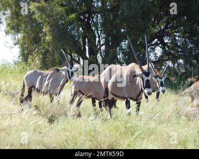 Un troupeau de gemsboks avec de grandes cornes Banque D'Images