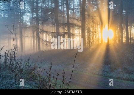 Bois brumeux et rayons de soleil à travers les arbres à Wass Bank Wood, North Yorkshire, Angleterre. Banque D'Images