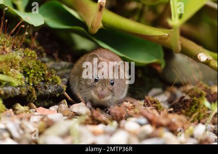 Bank Vole (Clethrionomys glareolus) photographié dans un jardin, Berwickshire, Scottish Borders, Écosse, juin 2014 Banque D'Images
