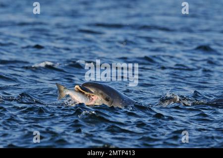 Dauphin à nez de bouteille (Tursiops truncatus) adulte avec proie de saumon de l'Atlantique (Salmo salar) fraîchement pêché, Moray Firth, Écosse, juillet 2008 Banque D'Images