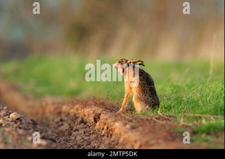 Lièvre brun (Lepus europaeus) adulte bâillant et devenant actif en début de soirée après avoir passé une journée dans une promontoire de conservation autour de la marge de champ arable Banque D'Images